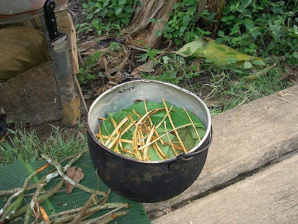 Iboga vs Ayahuasca - Iboga terapie ceremonie